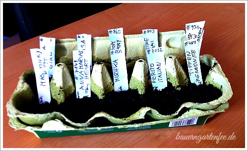 Tomatenaussaat im Einerkarton mit Sortenschildchen aus zerschnittenen Joghurtbechern. Foto: Petra A: Bauer
