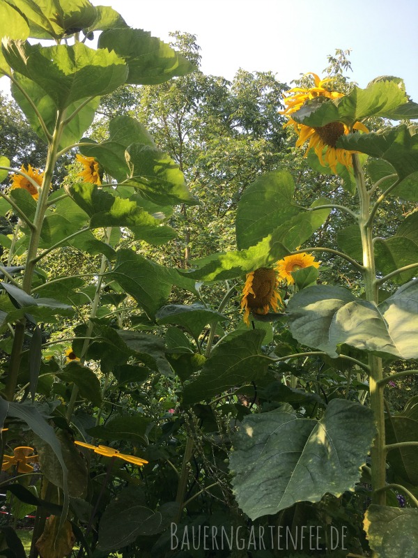 Meine riesigen Sonnenblumen. Foto: Petra A. Bauer 2018.