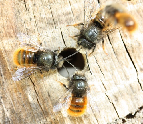 Bienen. Foto: Silke Stach