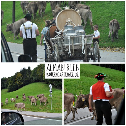 Almabtrieb in Appenzell. Foto: Petra A. Bauer